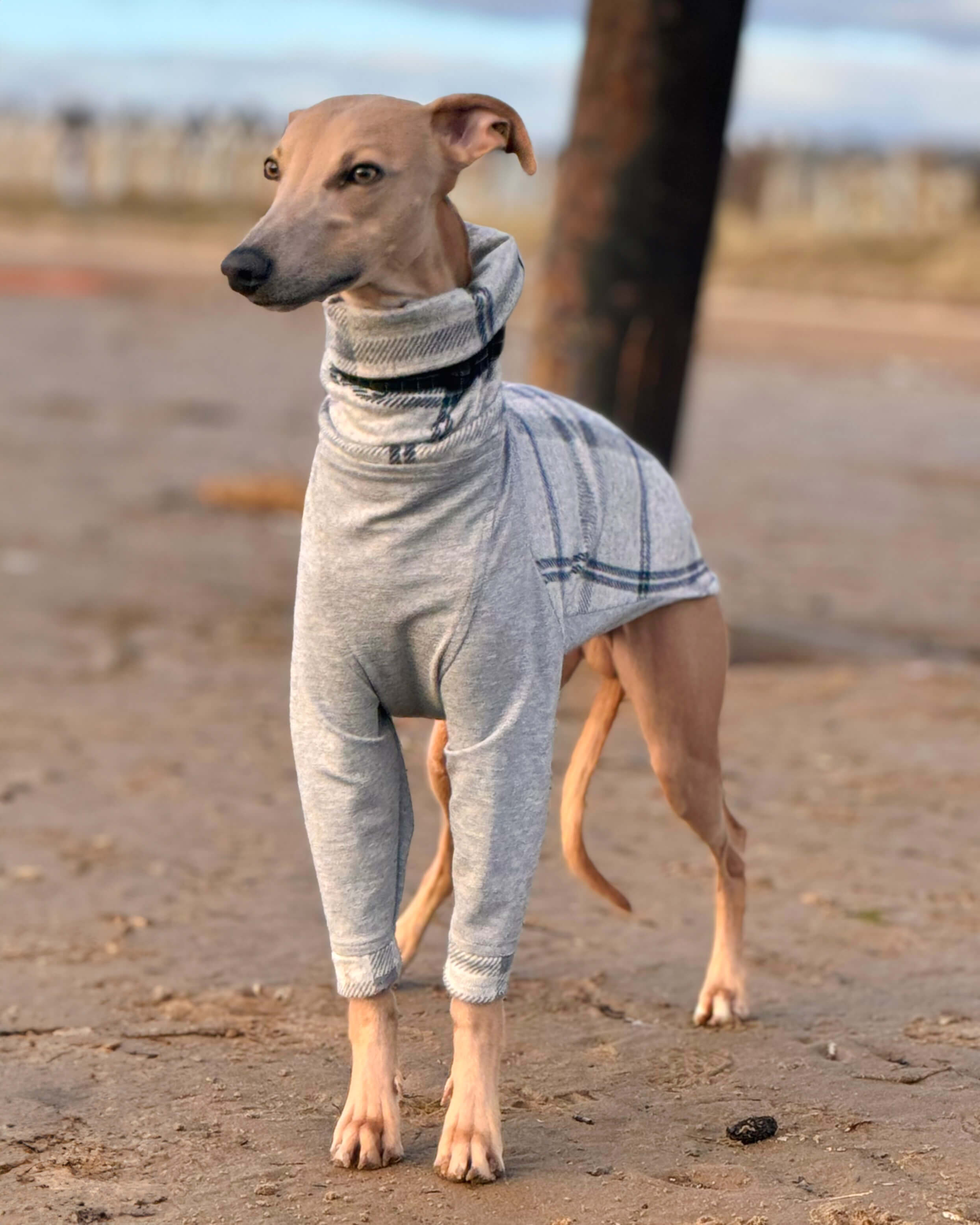 Whippet 2024 xmas jumper