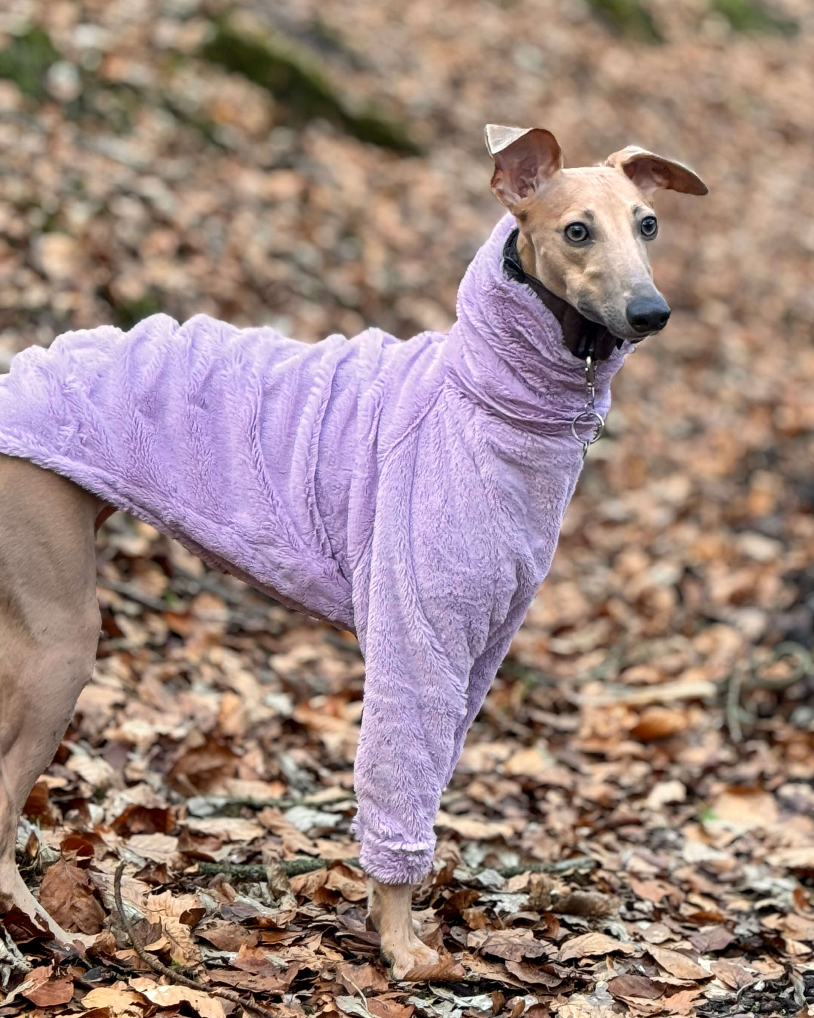 The ALLEZ Whippet Jumper