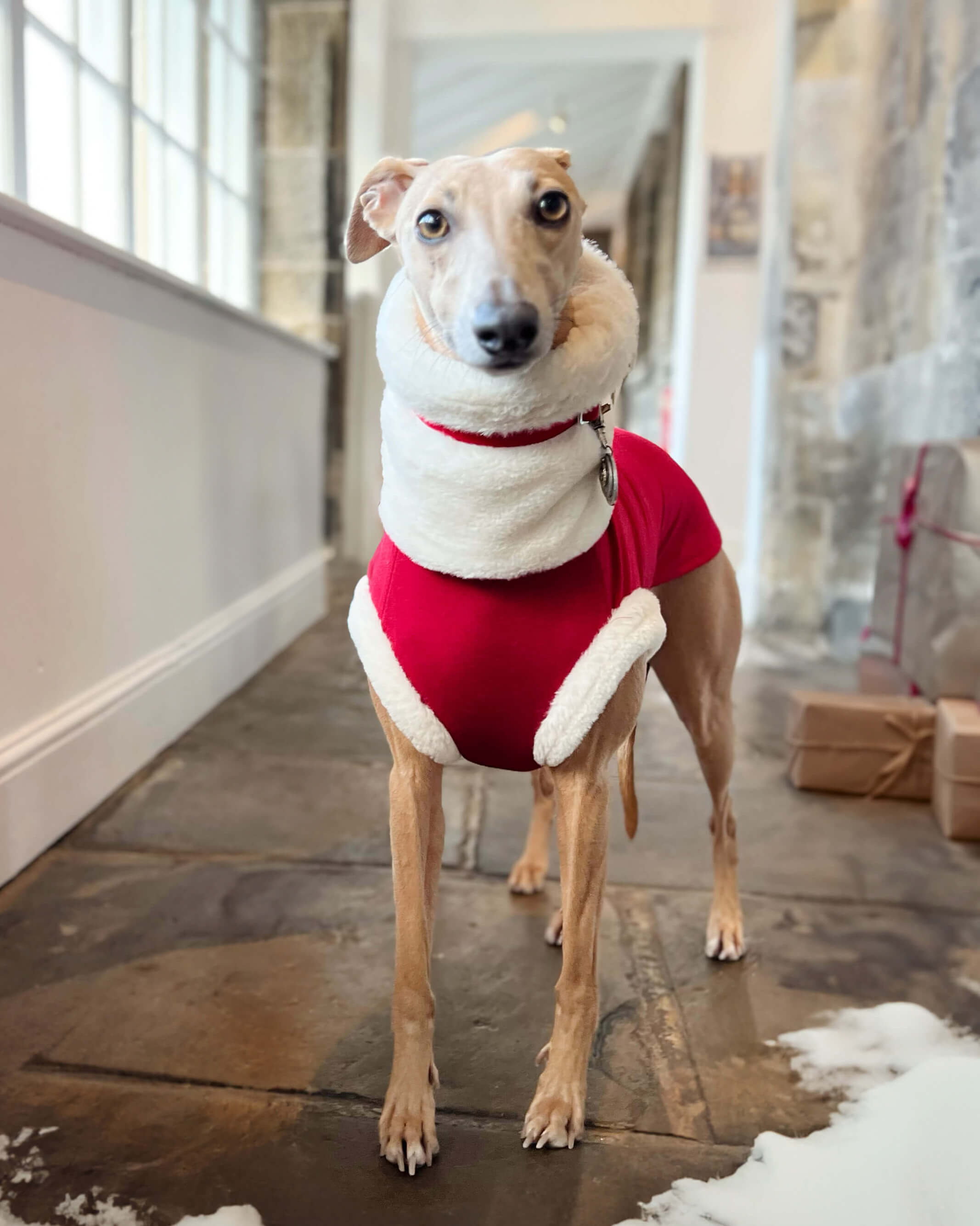 Christmas jumper with dog hotsell