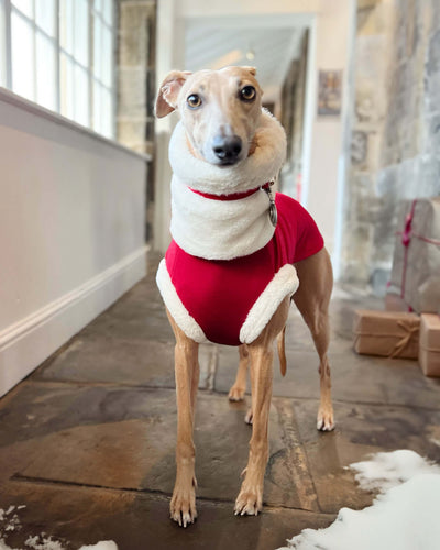 Christmas Jumper - Greyhound Sizes