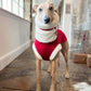 Christmas Jumper - Iggy Sizes