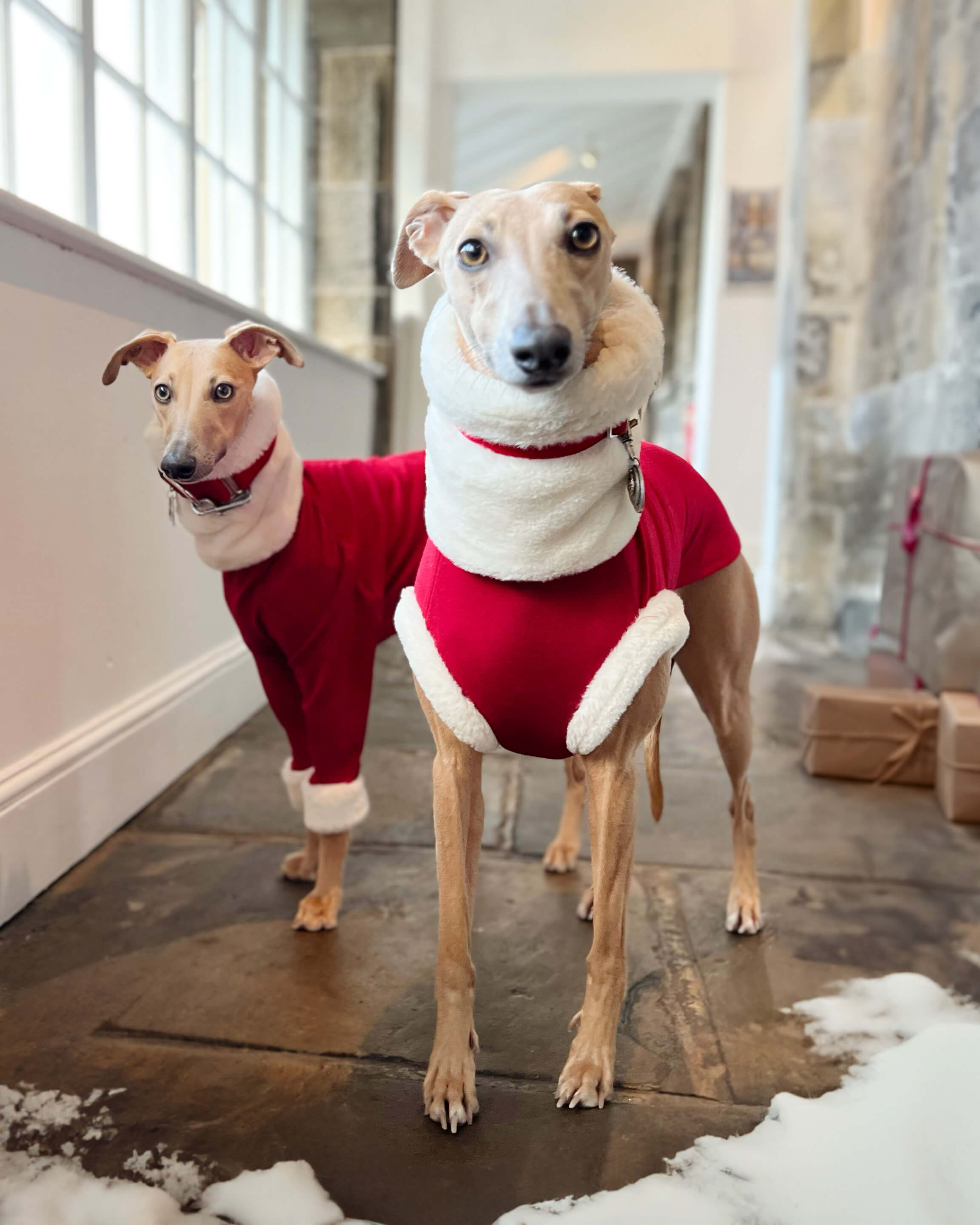 Dog Christmas Jumper for Whippets SPEEDRAY Speedray Design Wear