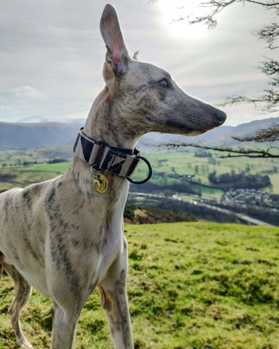 The ZIGGY Martingale Collar