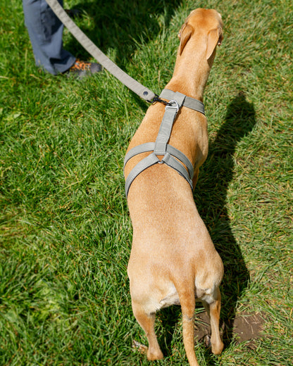 The ELSA 3 Point Harness