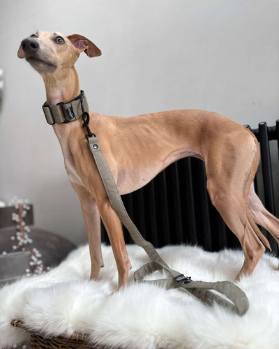 The ELSA Martingale Collar