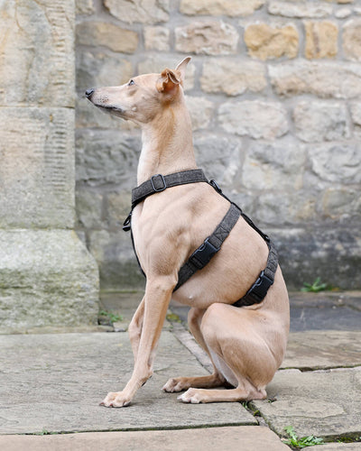 THE ELSA 3 Point Harness