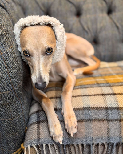 THE DRUNA Sighthound Snood