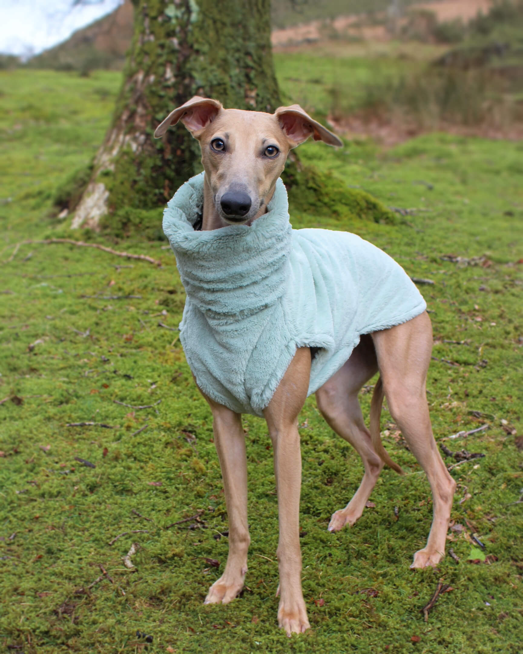The ALLEZ Whippet Jumper