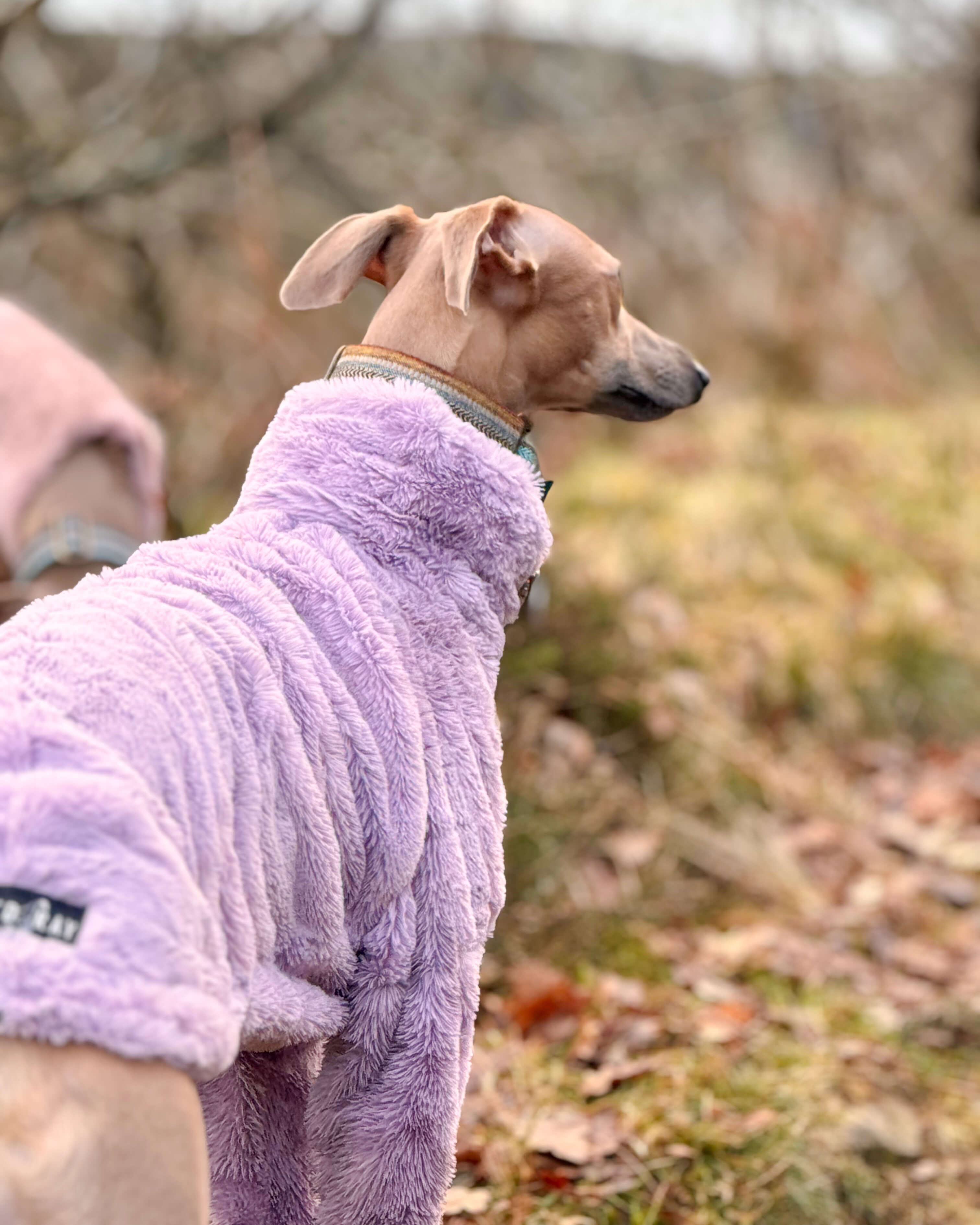 The ALLEZ Whippet Jumper