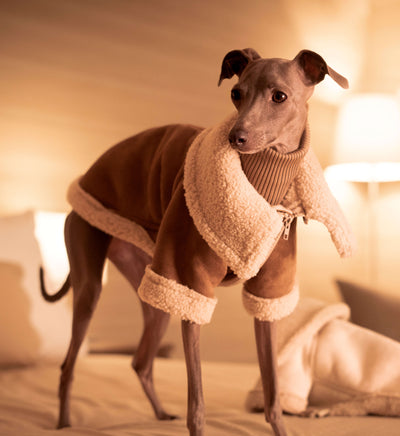 THE ANUBIS Flying Jacket - Iggy Size