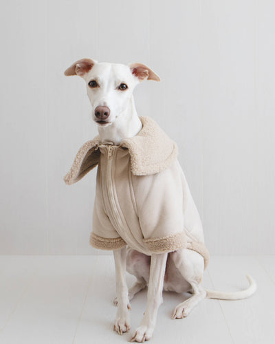 THE ANUBIS Whippet Flying Jacket