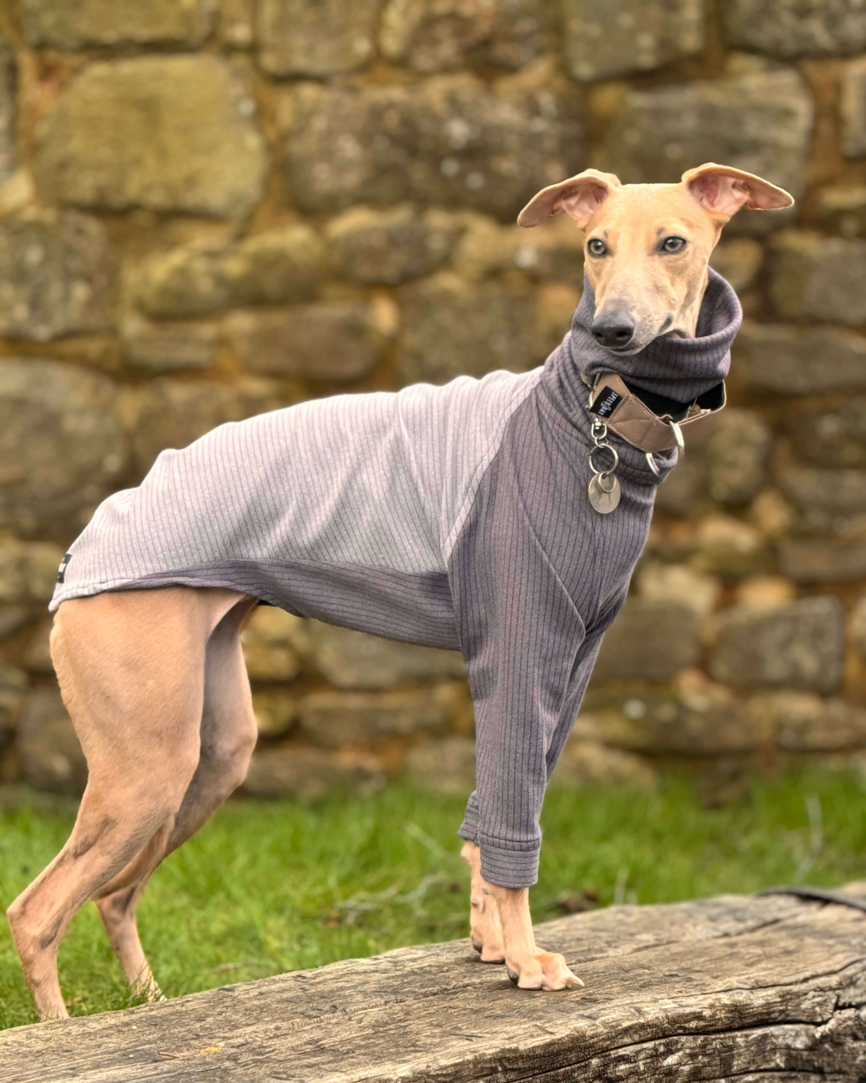 The ENZO Whippet Jumper