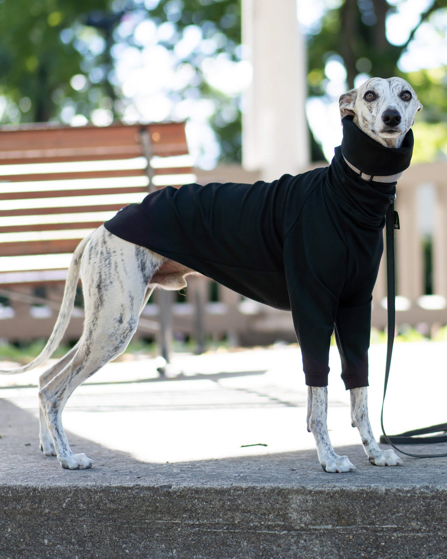 THE CAIRO Whippet Jumper (Darks)