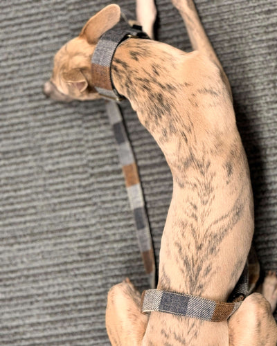 The PIP Martingale Collar