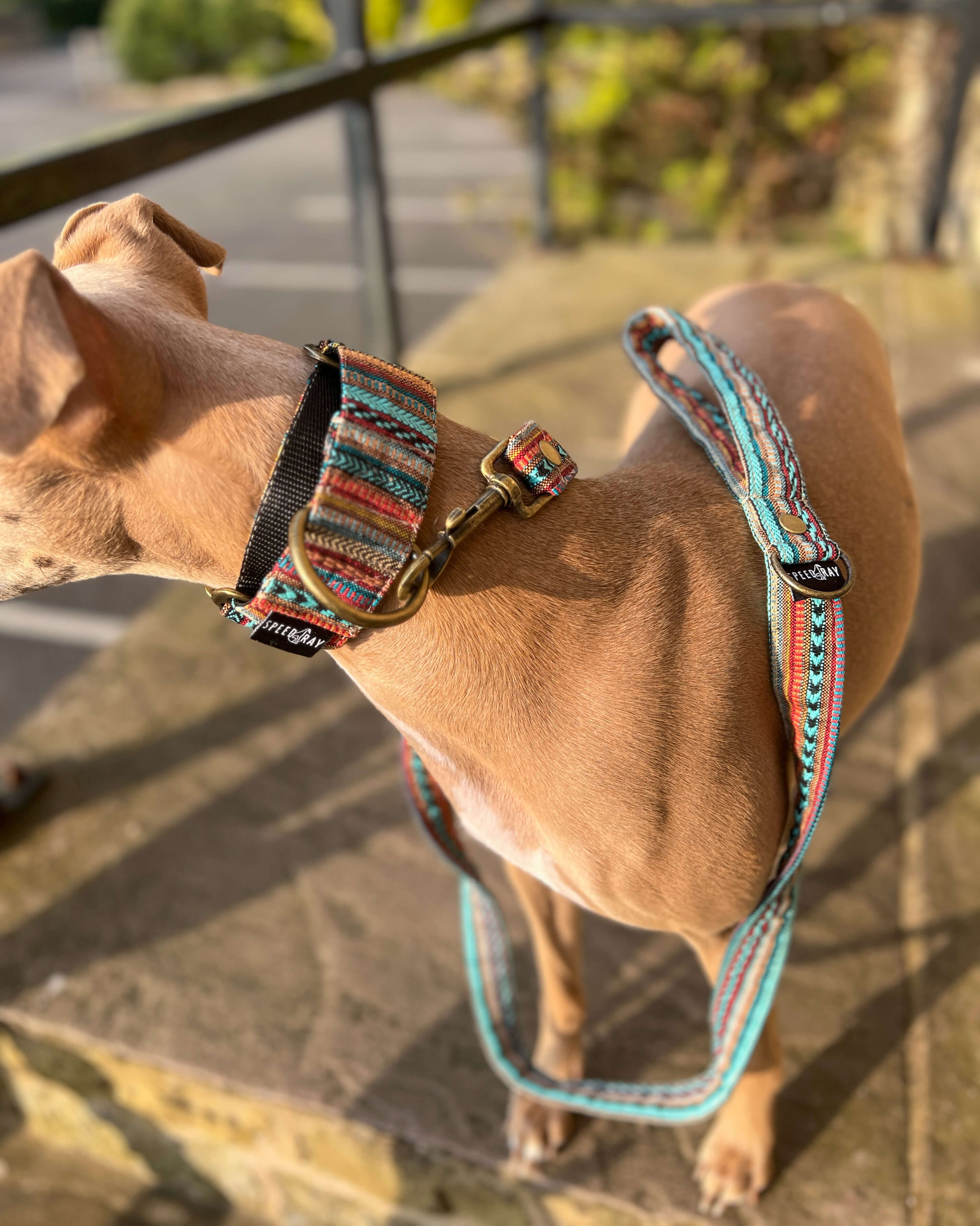 2 in best sale martingale collar