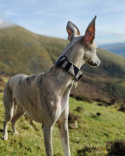 The ZIGGY Martingale Collar