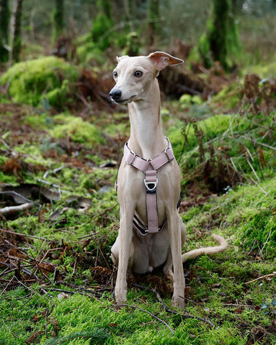 THE ELSA 3 Point Harness