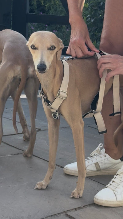 THE ELSA 3 Point Harness