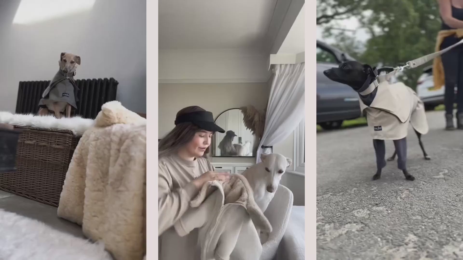 Load video: Multiple Sighthounds Enjoying the luxury life of fashion for dogs