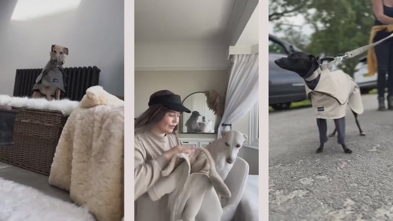 Multiple Sighthounds Enjoying the luxury life of fashion for dogs