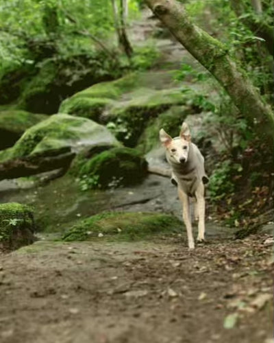 THE BERRY Premium Fleece Whippet Jumper