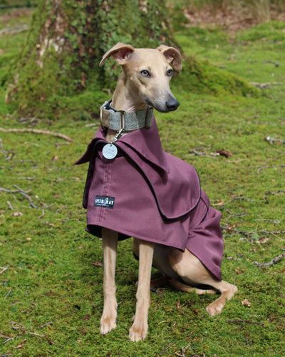 THE ELSA Whippet Trench Raincoat