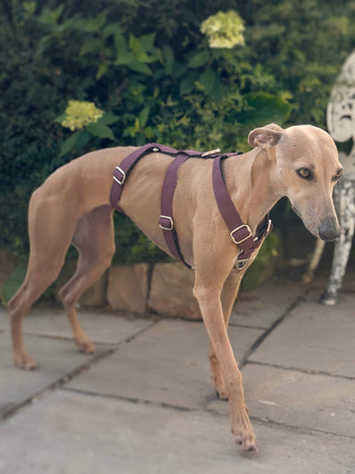 THE ELSA 3 Point Harness