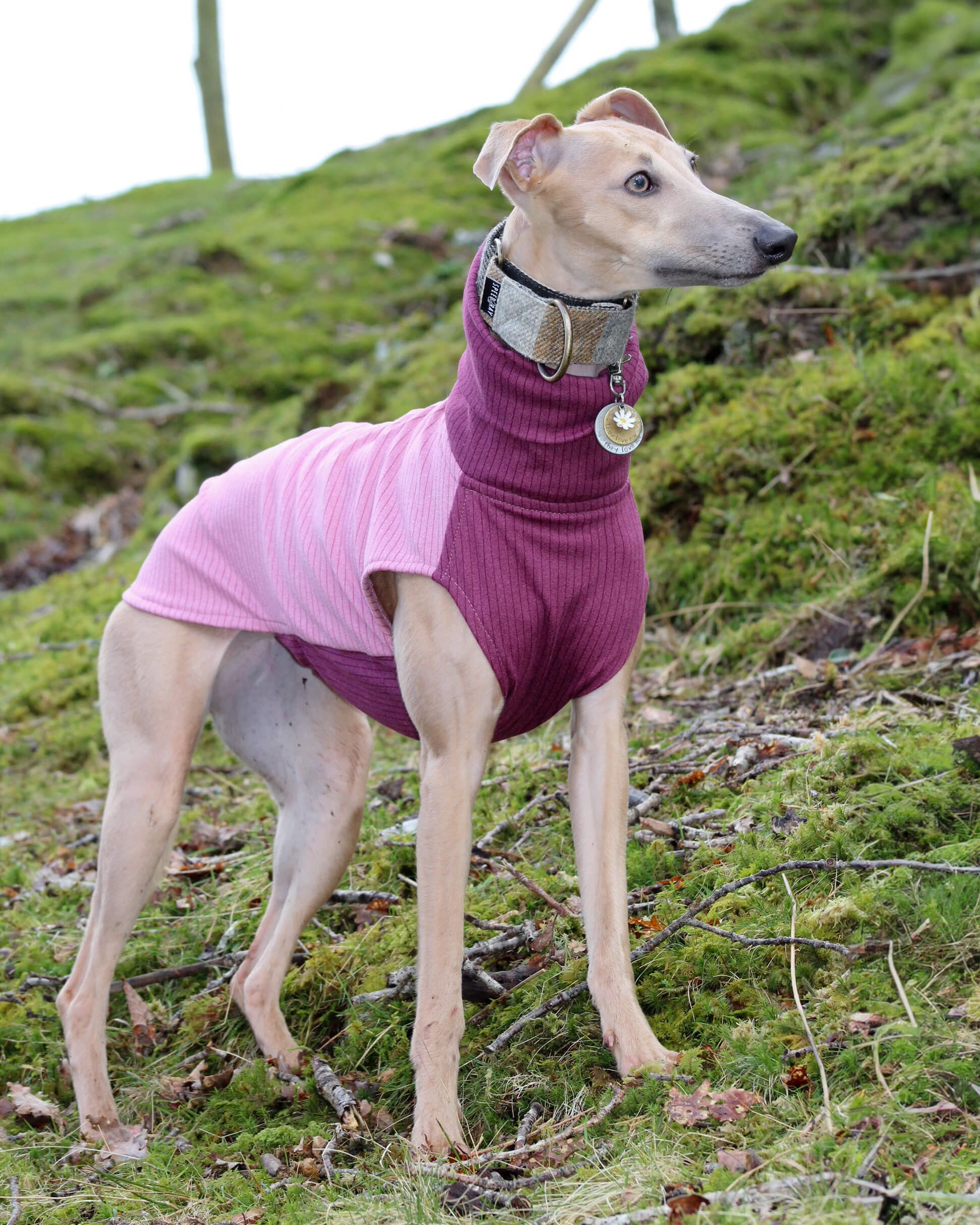THE ENZO Jumper - Iggy Size