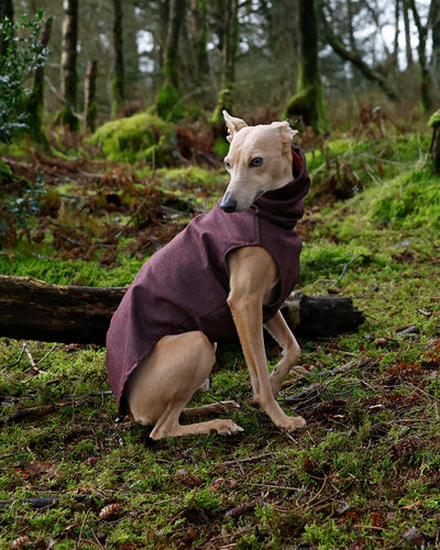 The RICO Whippet Jumper