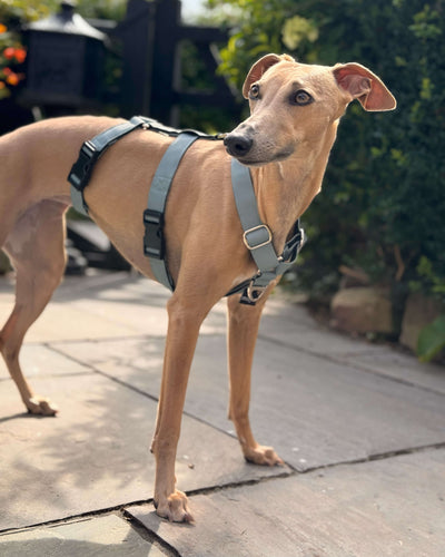 THE ELSA 3 Point Harness