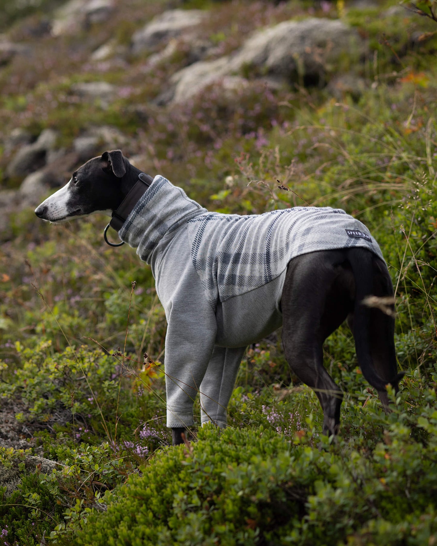 The MARV Whippet Jumper