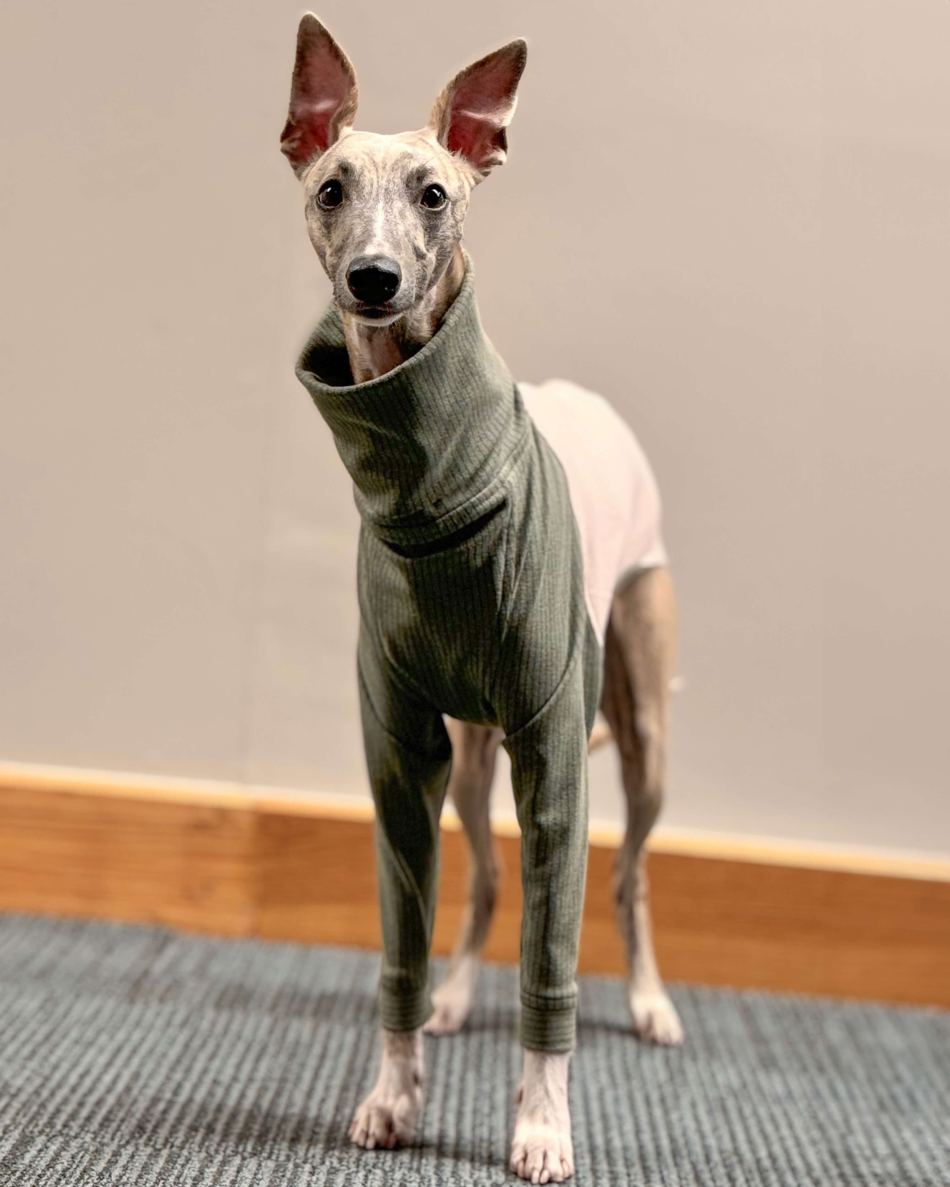 The ENZO Whippet Jumper