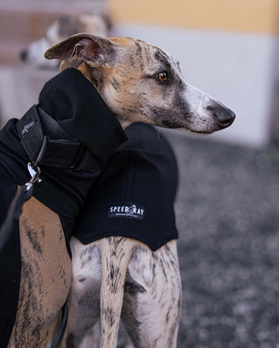 THE POSY Halter Neck Whippet Jumper