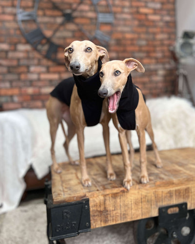 THE POSY Halter Neck Whippet Jumper