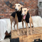 THE POSY Halter Neck Jumper - Greyhound Sizes