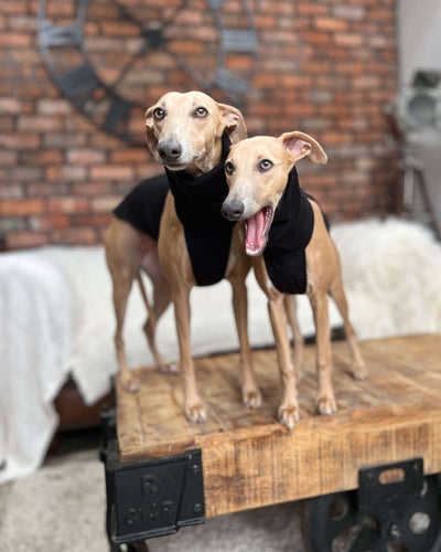 THE POSY Design - Greyhound Size