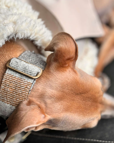 The PIP Martingale Collar