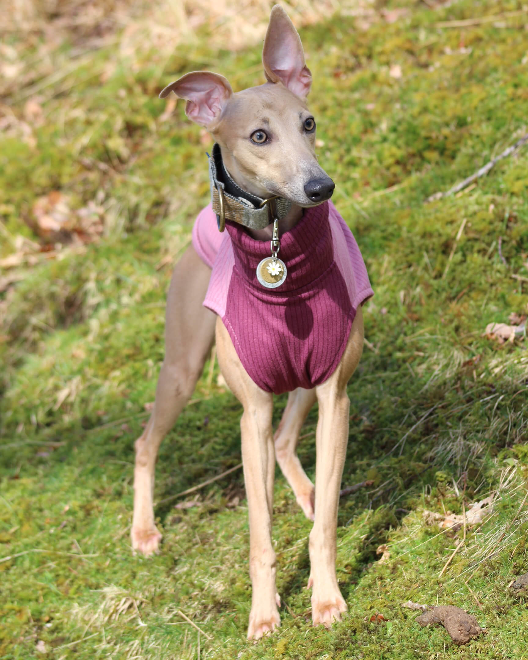THE ENZO Jumper - Iggy Size