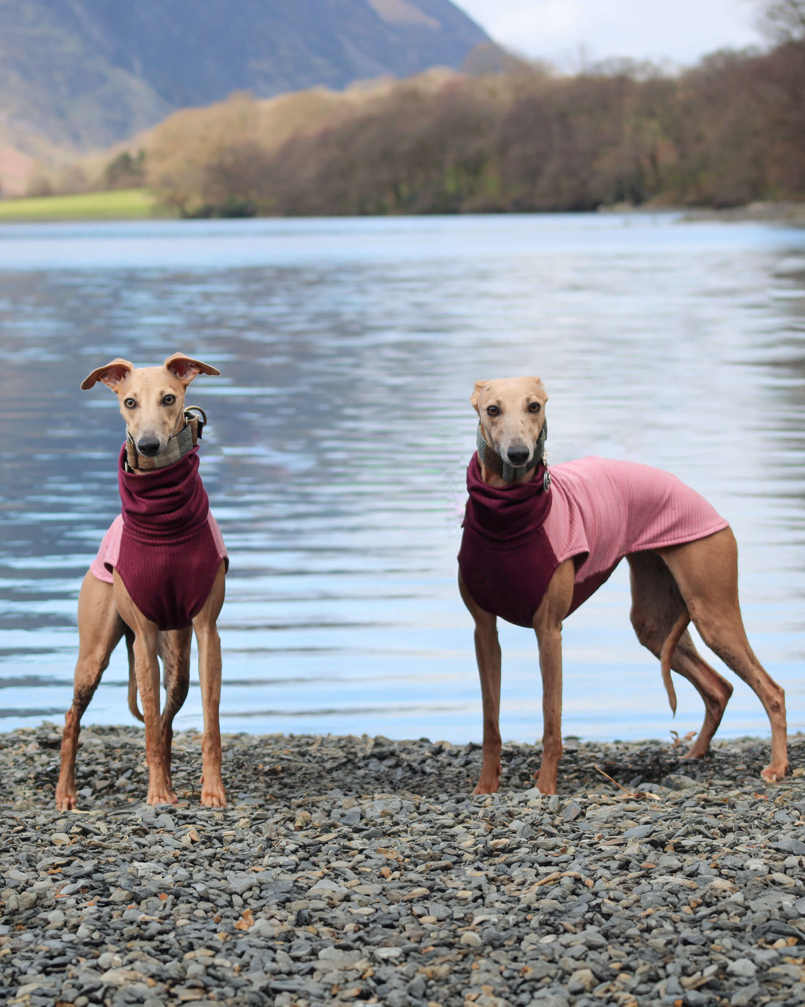 The ENZO Whippet Jumper