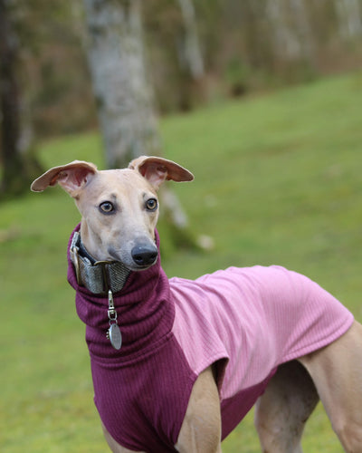 THE ENZO Jumper - Iggy Size