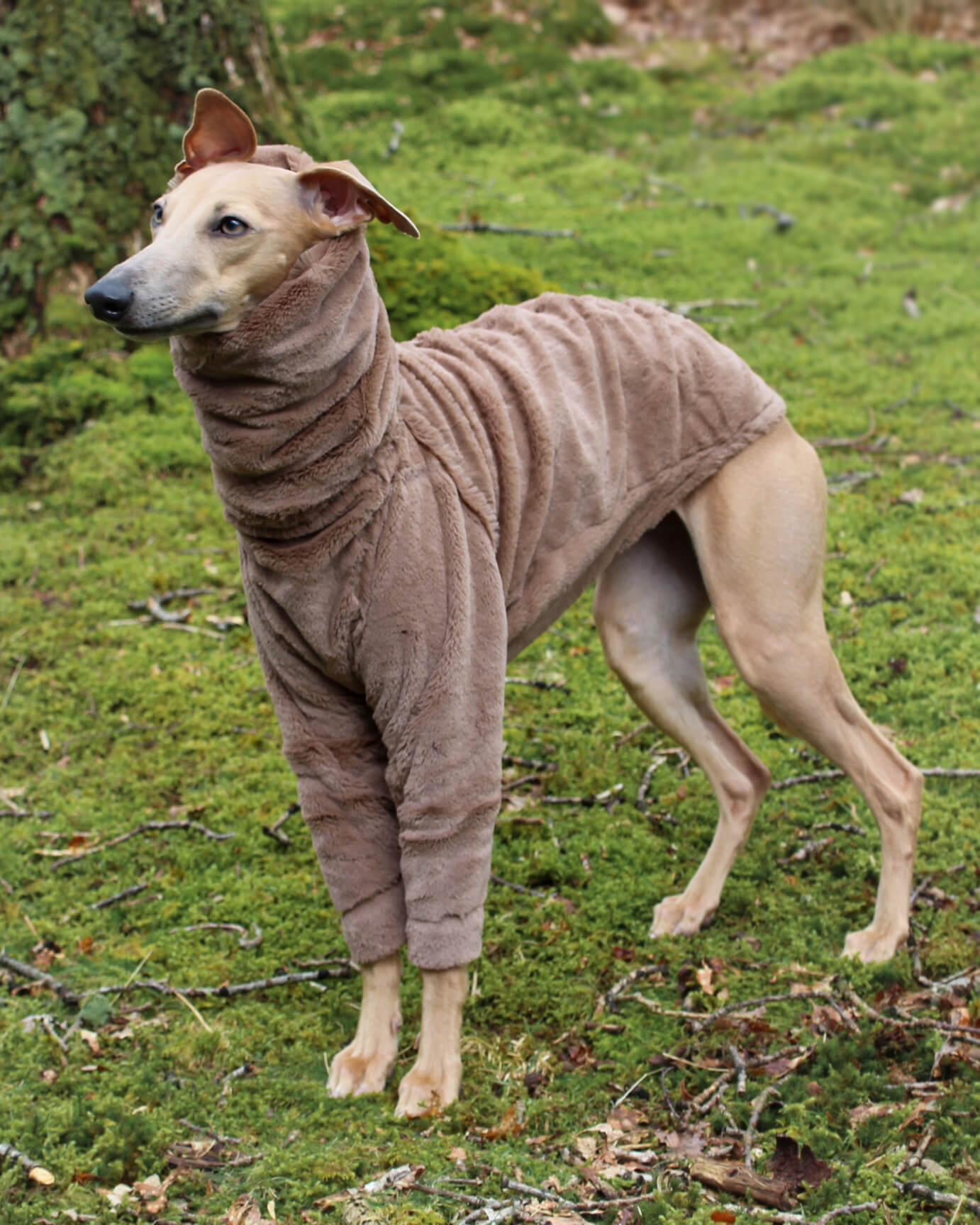 The ALLEZ Whippet Jumper