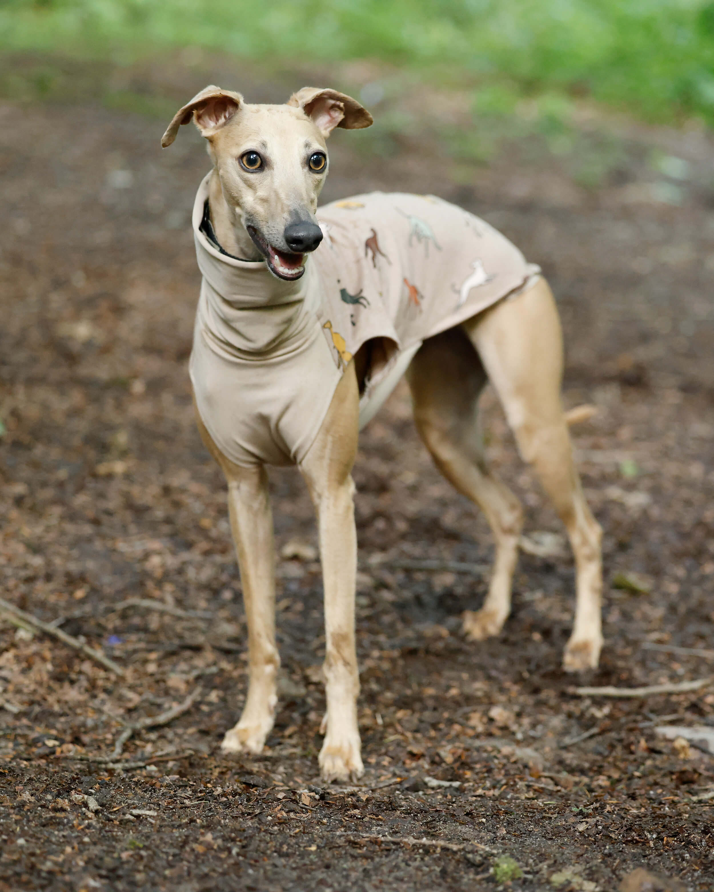 THE BINKY PJ'S Jumper - Greyhound Size