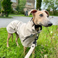 THE ELSA Trench Raincoat - Greyhound Sizes