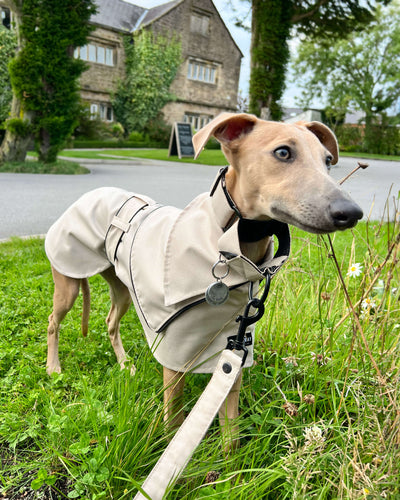 THE ELSA Trench Raincoat - Greyhound Size