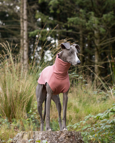 THE CAIRO Whippet Jumper (Reds)