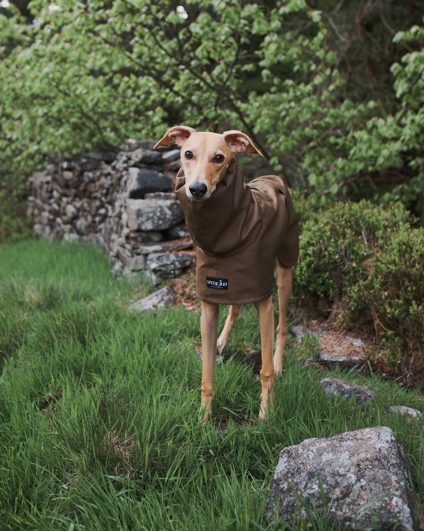 THE TEGAN Lightweight Olive Greyhound Raincoat