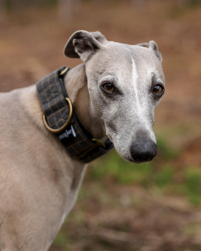 THE BLAZE Martingale Collar