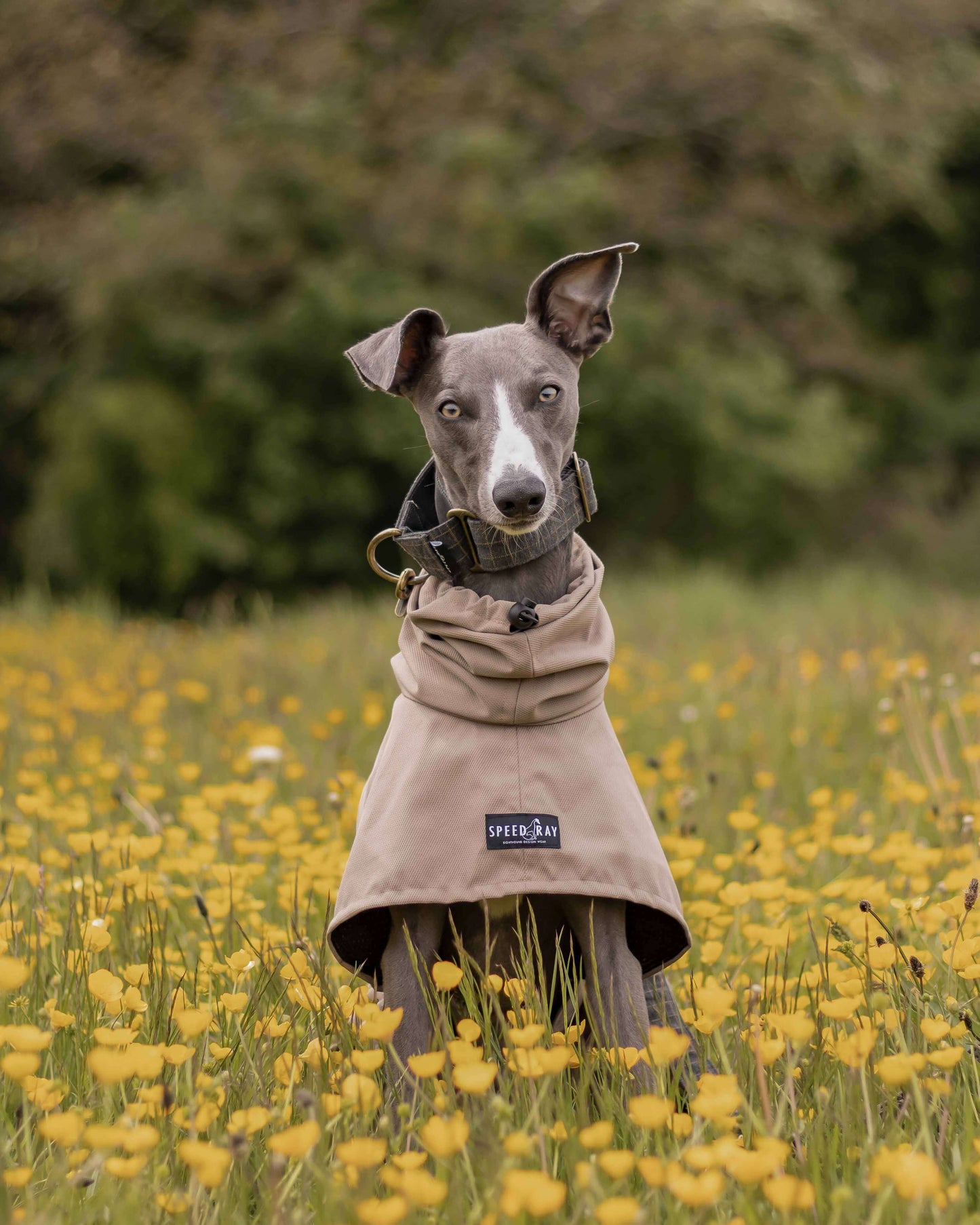 THE DOBBY Beige Lightweight, Water Resistant, Whippet Raincoat