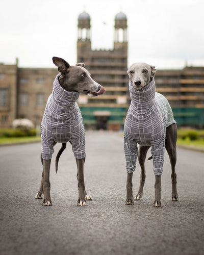 THE DALTON Whippet Jumper