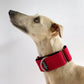 THE ROXY Martingale Collars